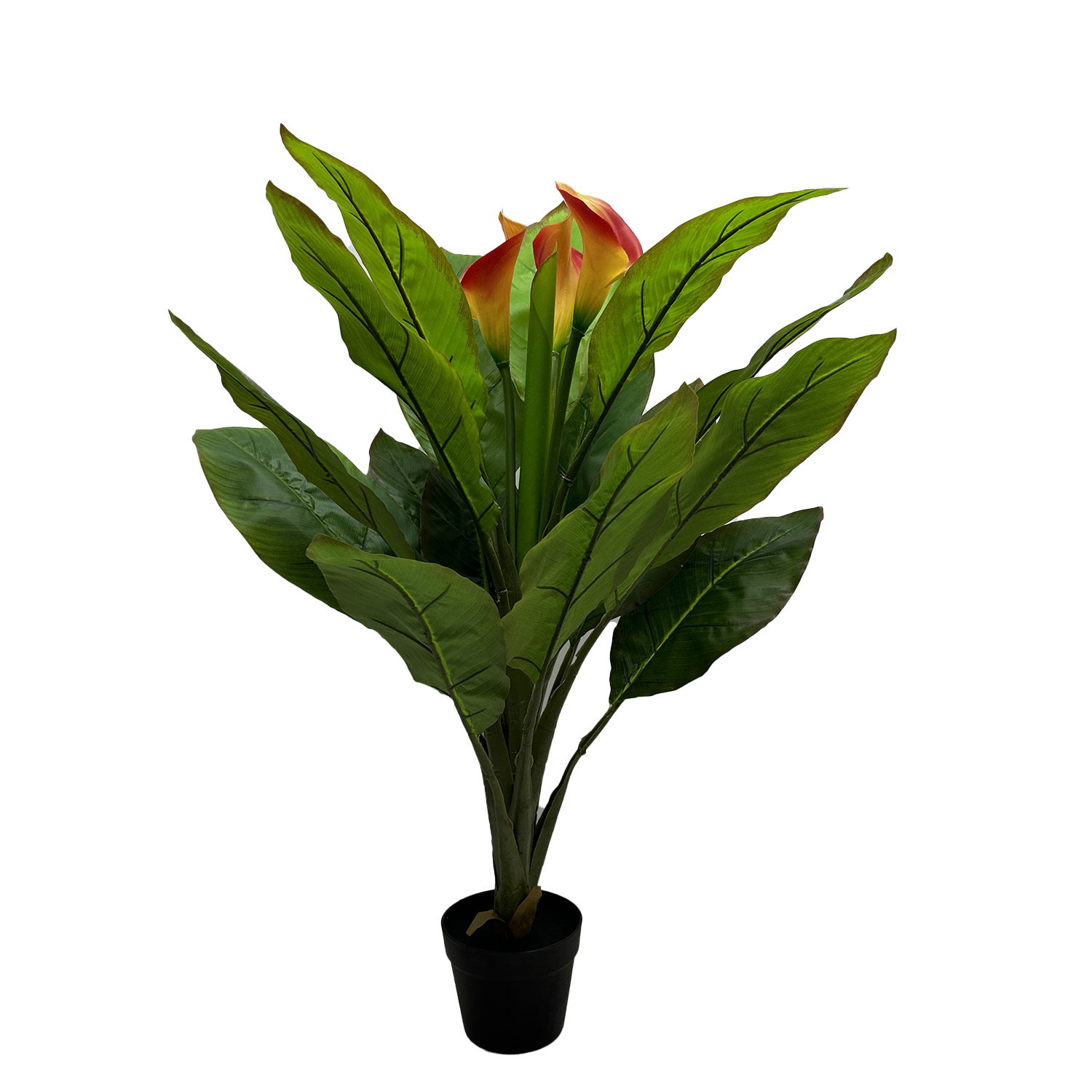 P230608GC-85 (1).JPG