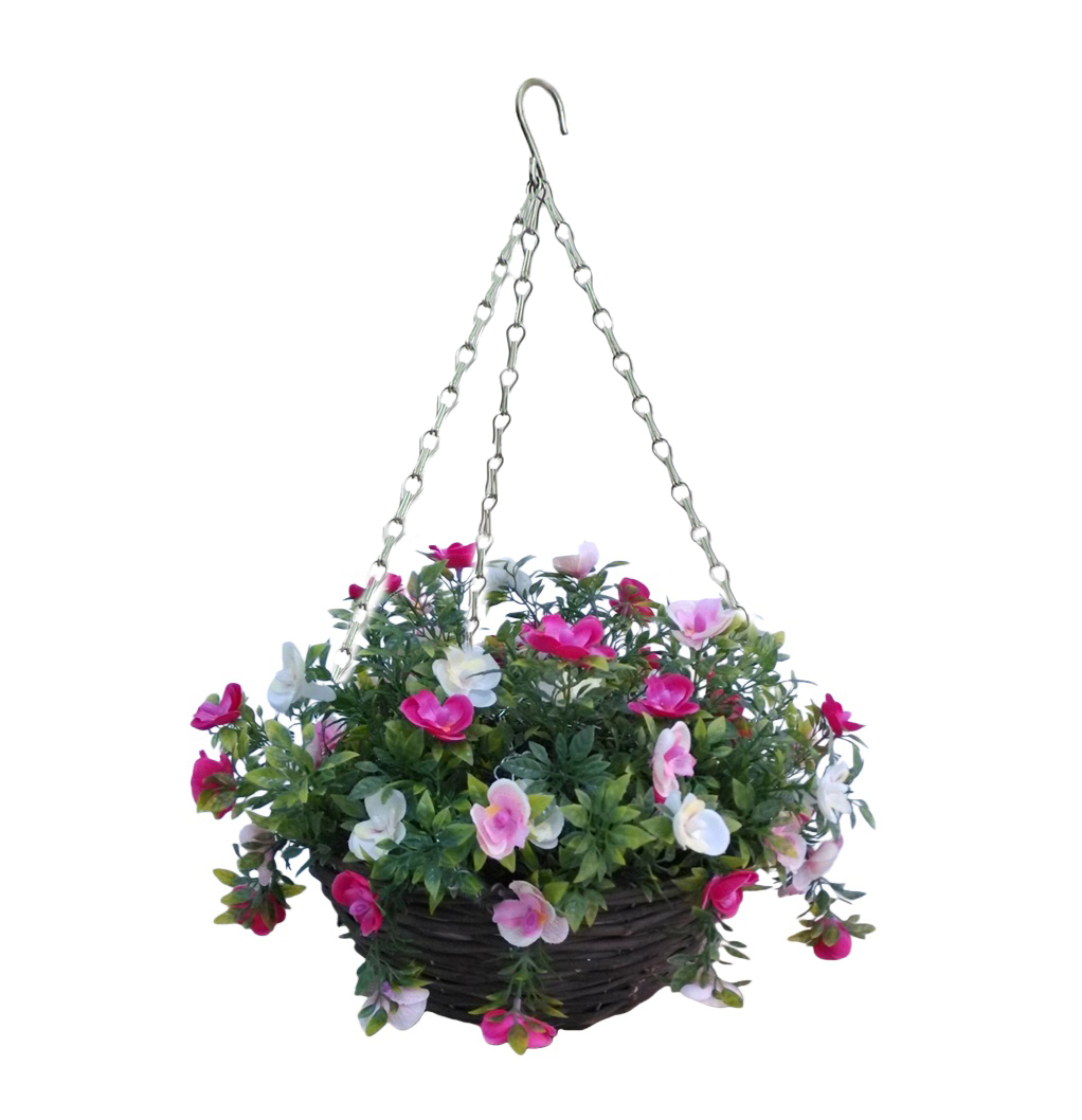 HB16149 黑藤蓝蝴蝶兰豆叶.jpg